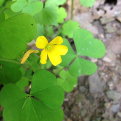 Oxalis grandis