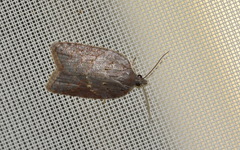 Acleris sparsana