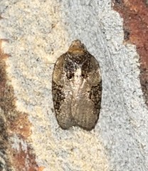 Acleris chalybeana