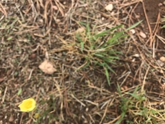Zephyranthes longifolia