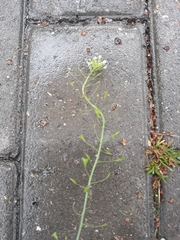 Capsella bursa-pastoris