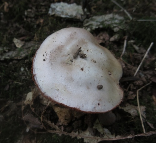 Cortinarius albidus image