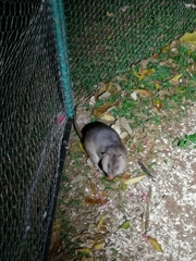 Cricetomys gambianus