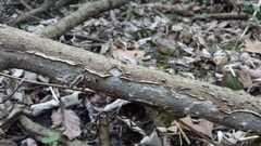 Dentocorticium portoricense