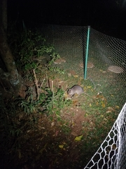 Cricetomys gambianus