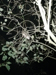 Cricetomys gambianus