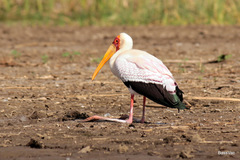 Mycteria ibis