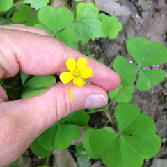 Oxalis grandis