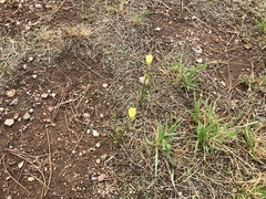 Zephyranthes longifolia