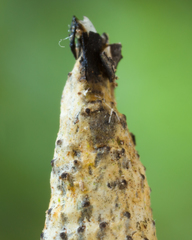 Xylaria kegeliana
