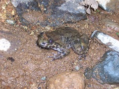 Limnonectes kuhlii