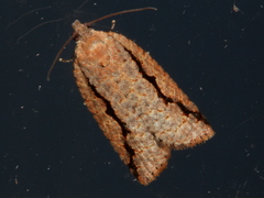 Meritastis