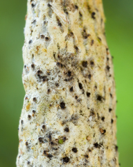 Xylaria kegeliana