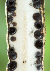 Xylaria kegeliana