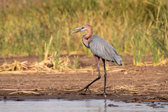 Ardea goliath
