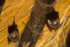 Hipposideros caffer