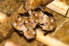 Rhinolophus capensis