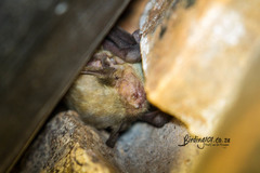 Scotophilus dinganii