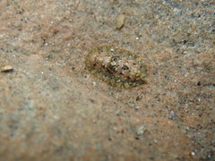 Lepidochitona cinerea
