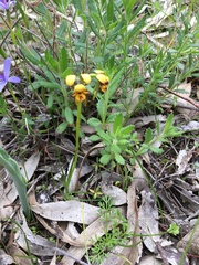 Diuris palustris