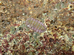 Lepidochitona cinerea