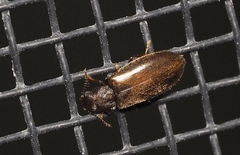 Eurypinae