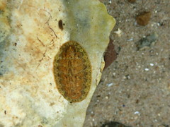 Lepidochitona cinerea