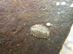 Lepidochitona cinerea