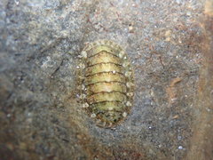 Lepidochitona cinerea