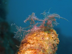 Melibe colemani