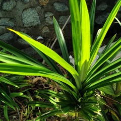 Pandanus amaryllifolius