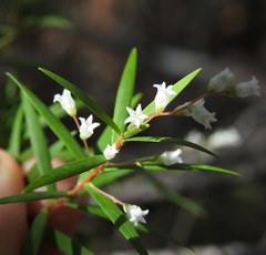 Leucopogon pimeleoides