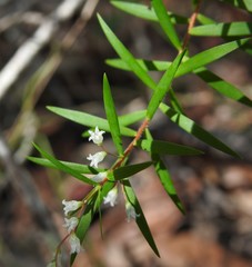 Leucopogon pimeleoides