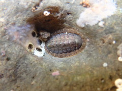 Lepidochitona cinerea