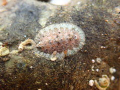 Lepidochitona cinerea