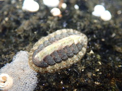 Lepidochitona cinerea