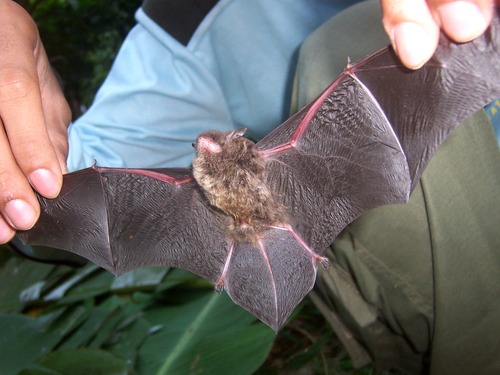 Nepalese Whiskered Myotis