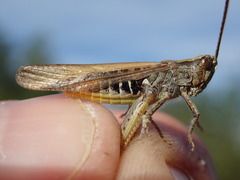 Chorthippus brunneus