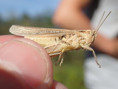 Glyptobothrus
