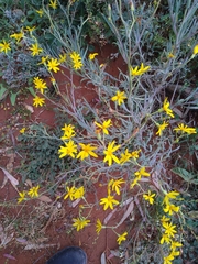 Senecio gregorii