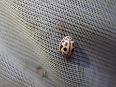 Tytthaspis sedecimpunctata