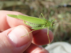 Phaneroptera falcata