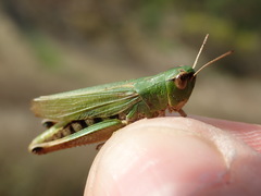 Pseudochorthippus parallelus