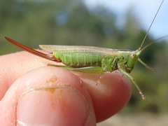 Conocephalus fuscus
