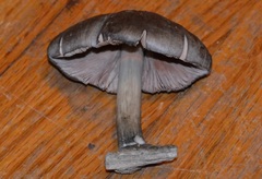 Pluteus americanus