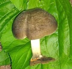 Pluteus americanus
