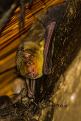 Scotophilus dinganii