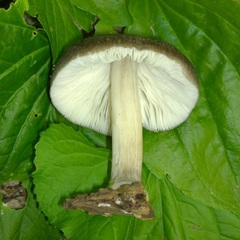 Pluteus americanus