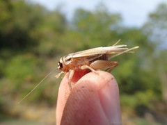 Acheta domesticus