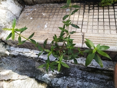 Exallage auricularia